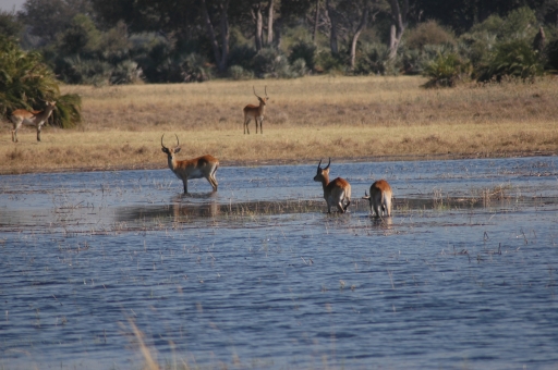 Red lechwe 